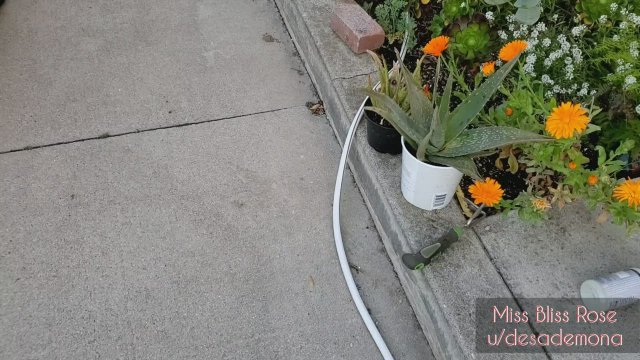No panties while gardening...it's an open invitation!