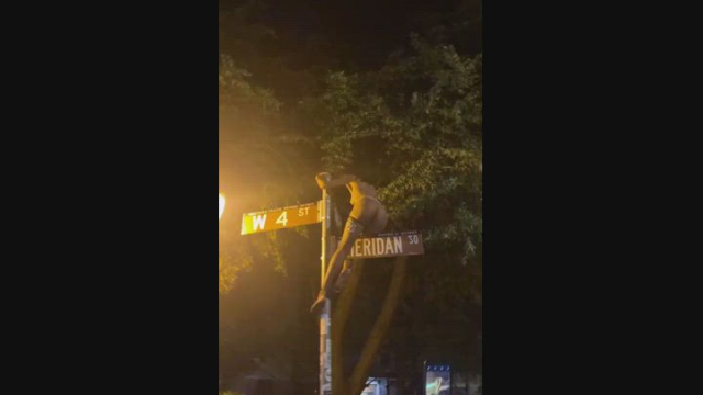 Sheridan SQ