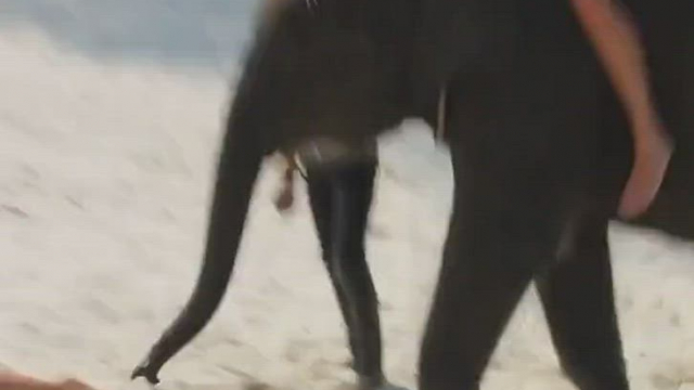 groped by Elephant