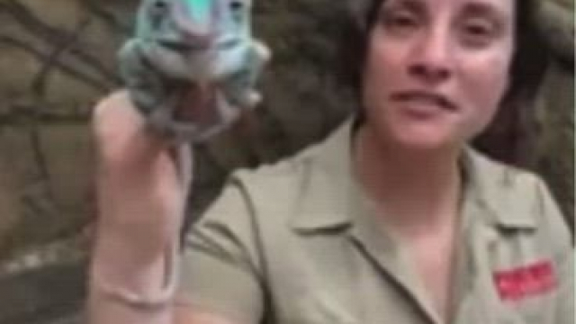 Naughty Lizard Snatches Clothes