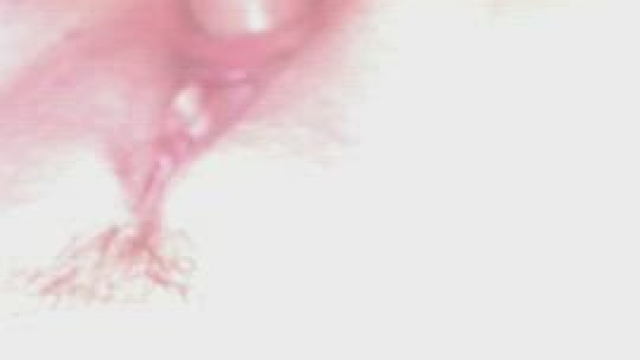 Love it in my ass